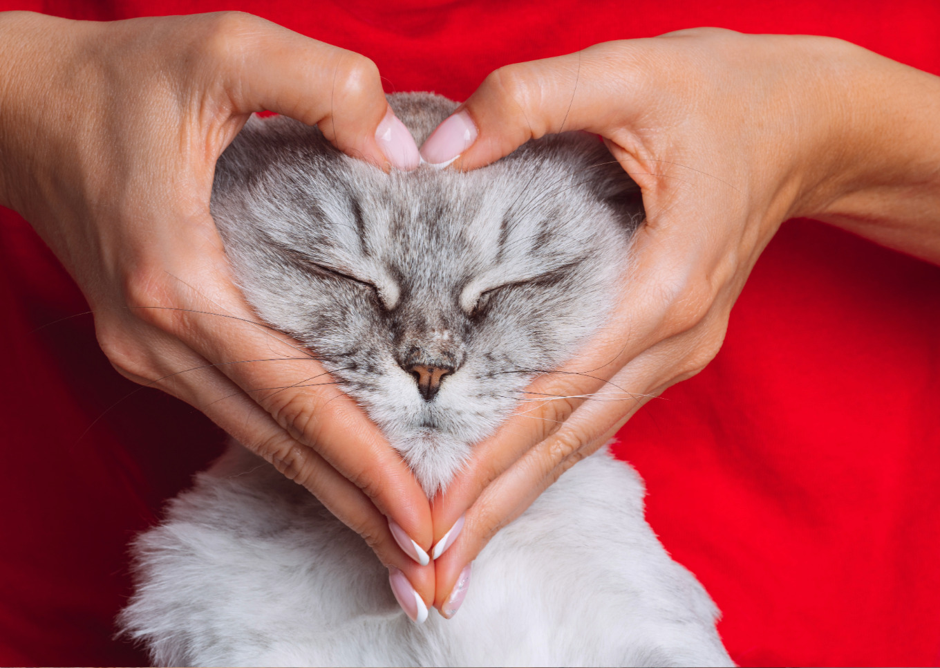 Medical pet care for cats