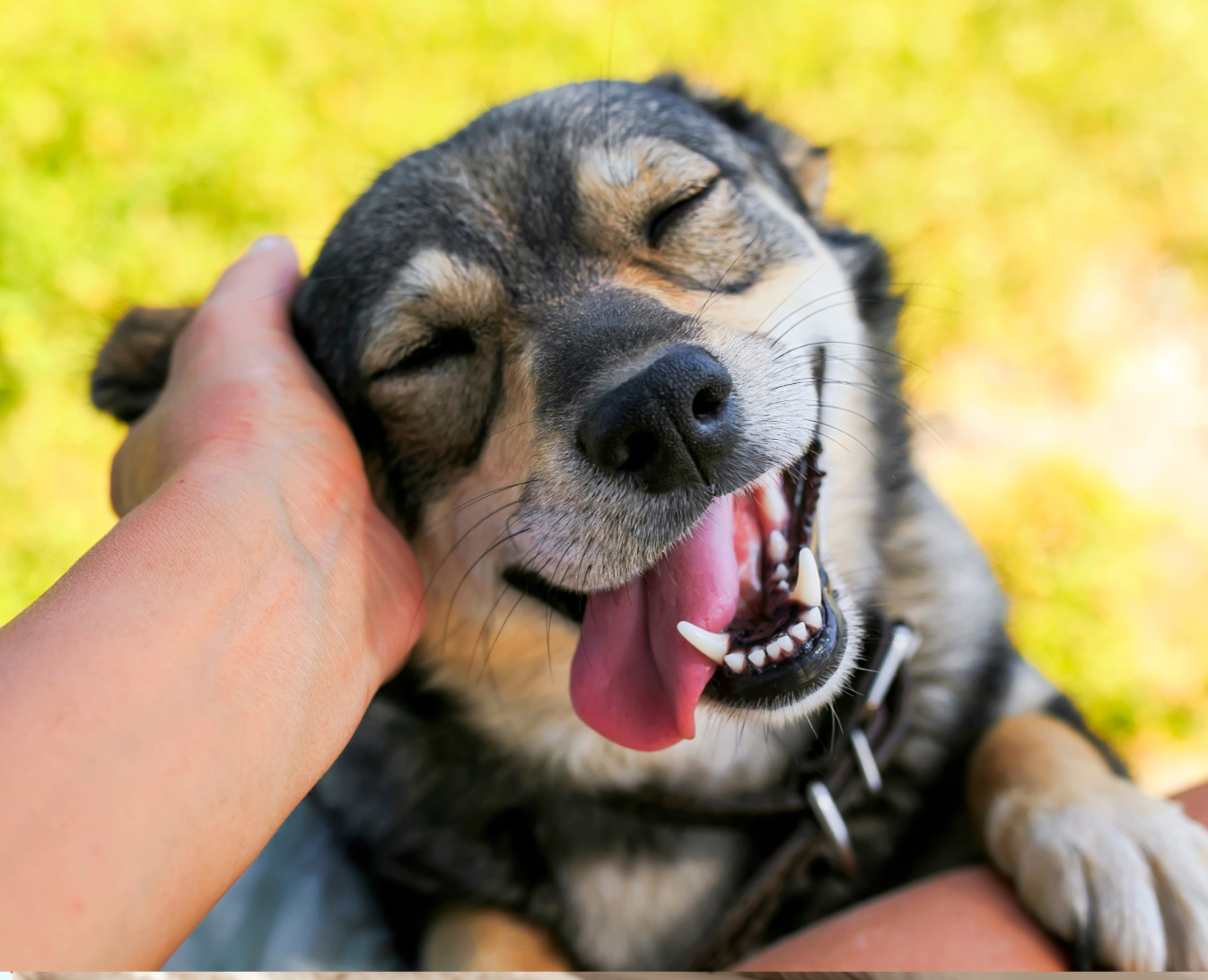 Routine pet care for dogs