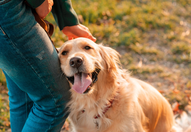 Veterinary professional with pet