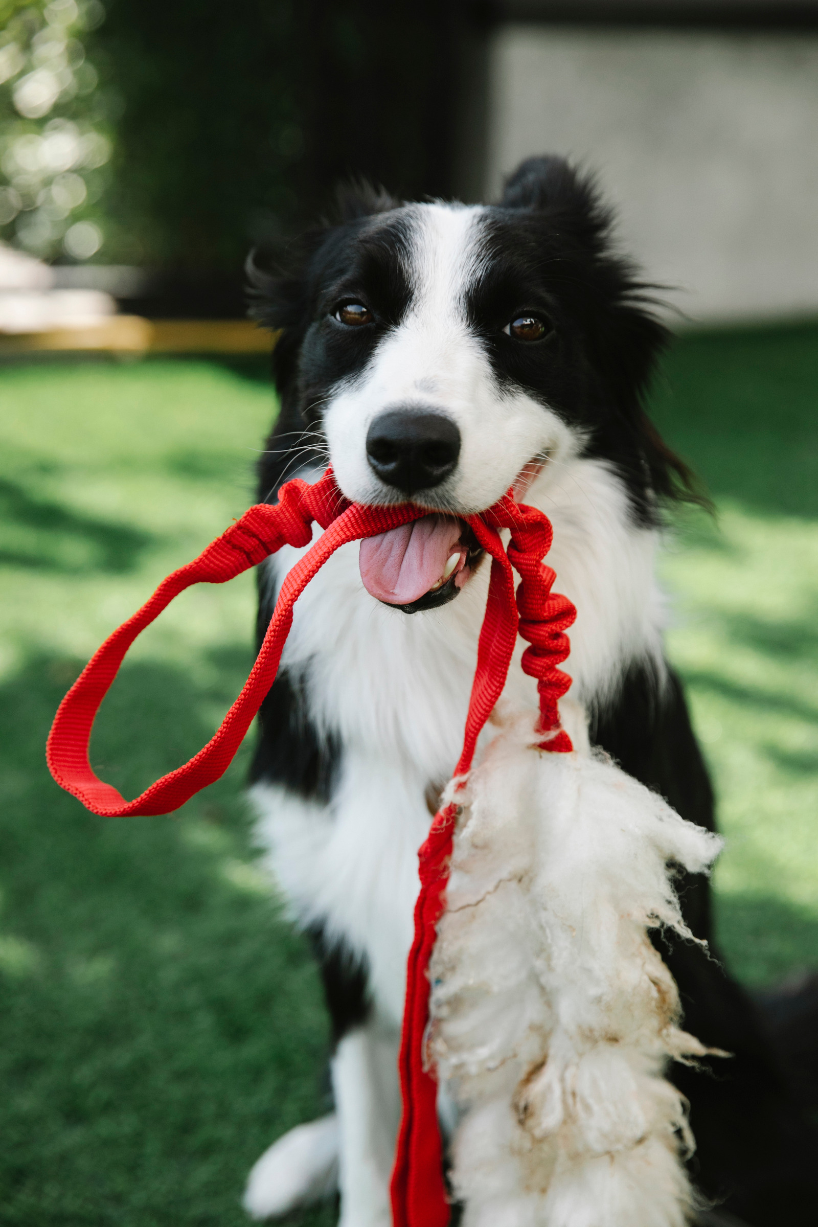 Border collie with red leash