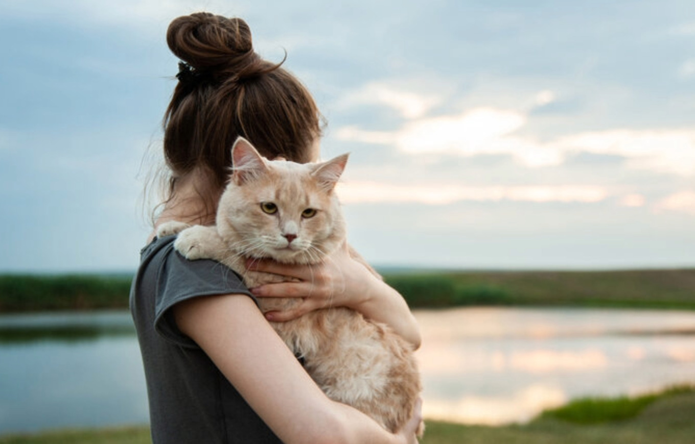Person holding orange/tan cat